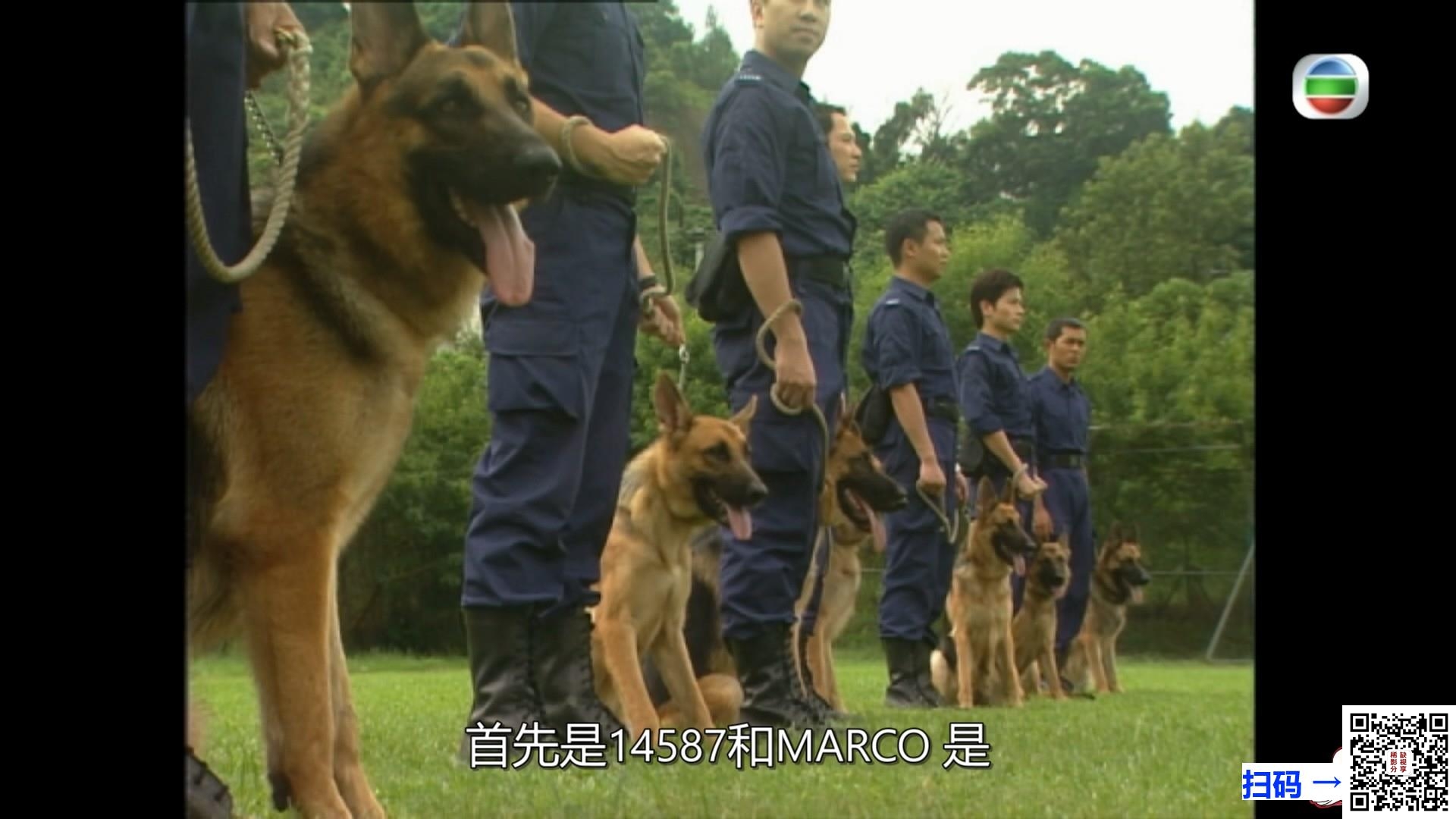 [丽的][1981][珠海枭雄][张国荣, 潘志文, 岳华, 张德兰, 余安安主演][30集][粤语无字][1080p MP4/单集约1.4G]