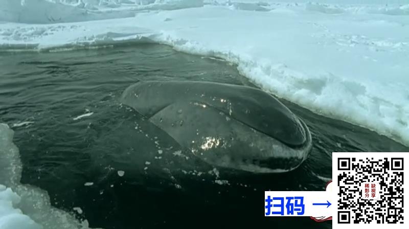 [英国][2001][蓝色星球第一部][共10集][国英双语中文字幕][800X448/MKV/每集700MB]