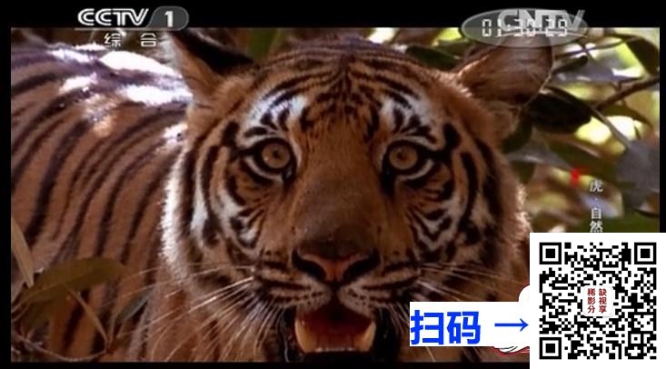 [百度网盘][中国内地][2000][动物世界][纪录片][央视398集完整版/赵忠祥+王采芹解说][国语无字][MP4/每集约120M/共58G][包含完整目录]
